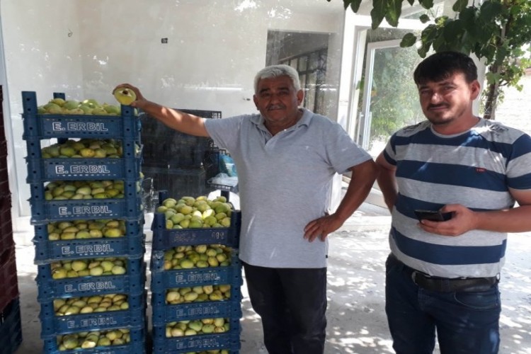 İncirde 5 bin ton rekolte bekleniyor