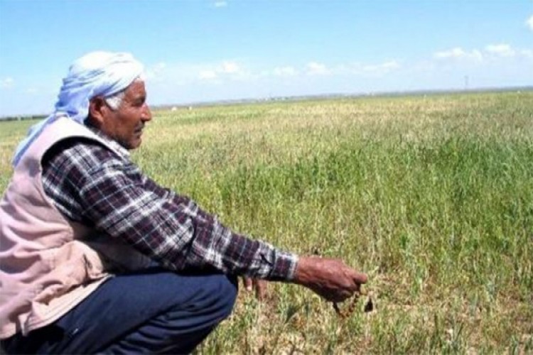 Çiftçi Kıskaçta, Urfa Tarımı Çıkmazda