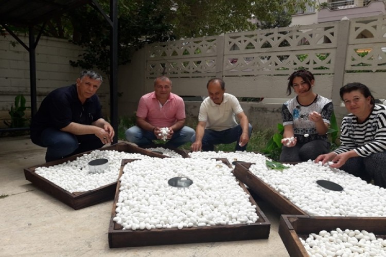 Antalya’da 10 Ton İpekböceği Yaş Kozası Üretiliyor