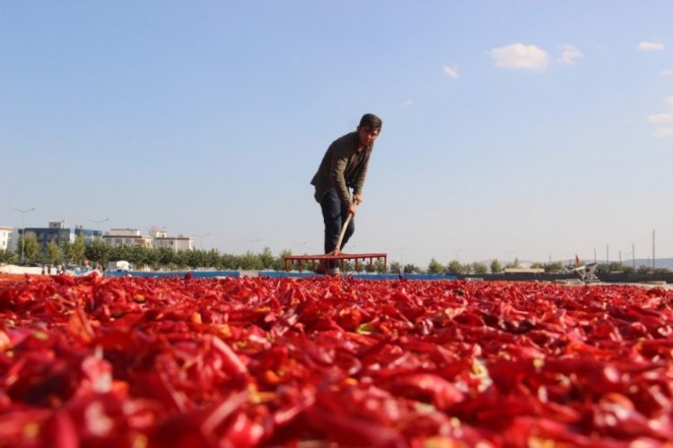 Urfalıların ’Acı’ İle İmtihanı Başladı