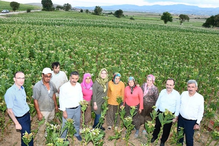 Vali İle Başkan Beraber Tütün Kırımı Yaptılar