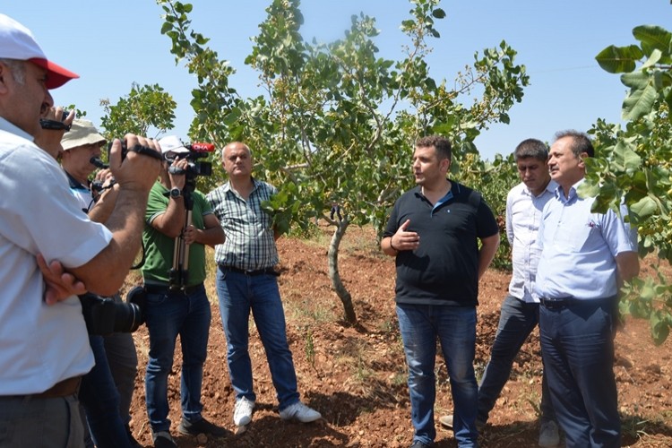 Siirt Fıstığının Rekoltesi Bilimsel Tekniklerle Belirlenecek