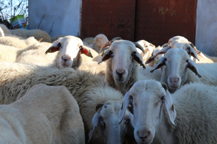 Bu Koyun, Üreticisine Az Maliyetle Çok Verim Elde Ettiriyor