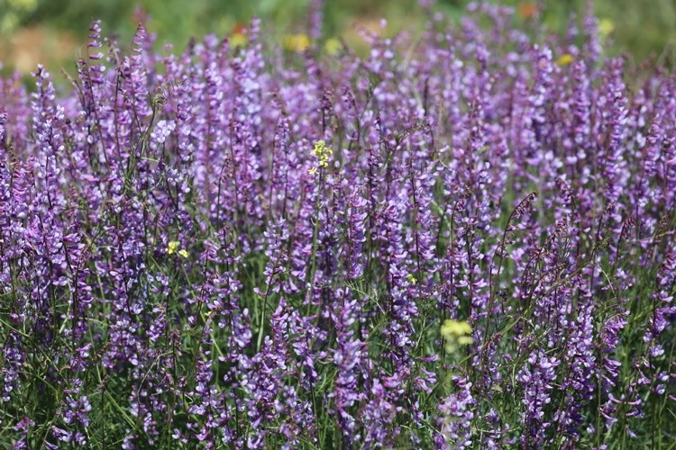 Develi Belediyesinin Alternatif Tarım Uygulaması Lavanta Bahçesi