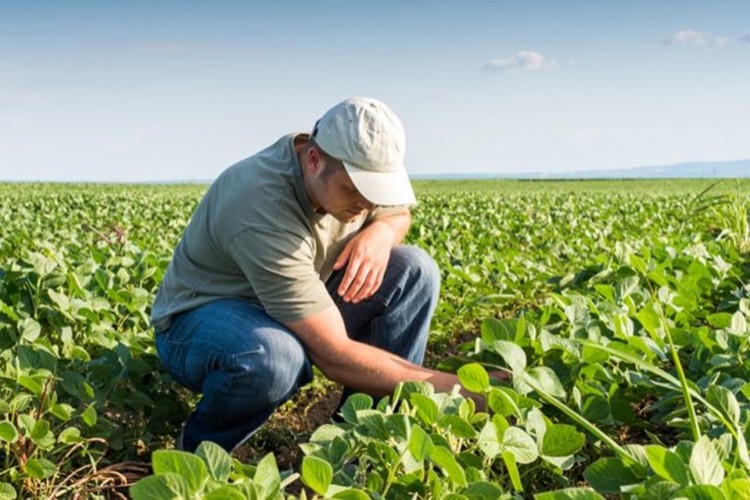 Ticaret Gerginliğinin Artması Amerikalı Çiftçileri Kara Kara Düşündürüyor