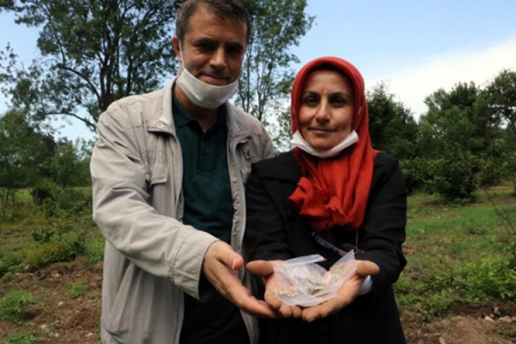 Tavan Arasında Bulduğu Ata Tohumlarını Çoğalttı, Talebe Yetişemiyor