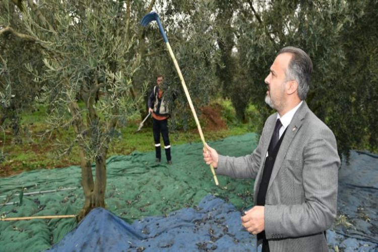 Başkan Aktaş’la hasat zamanı