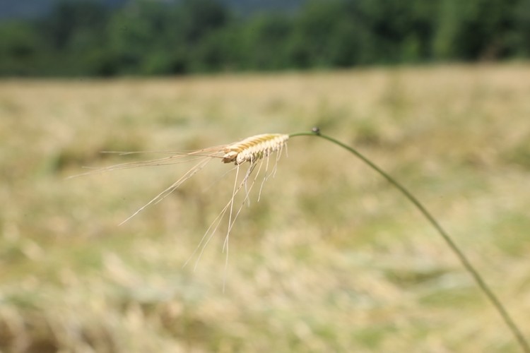 Iza Buğdayı İncelemeleri Tarla Günü Etkinliği İle Kutlandı