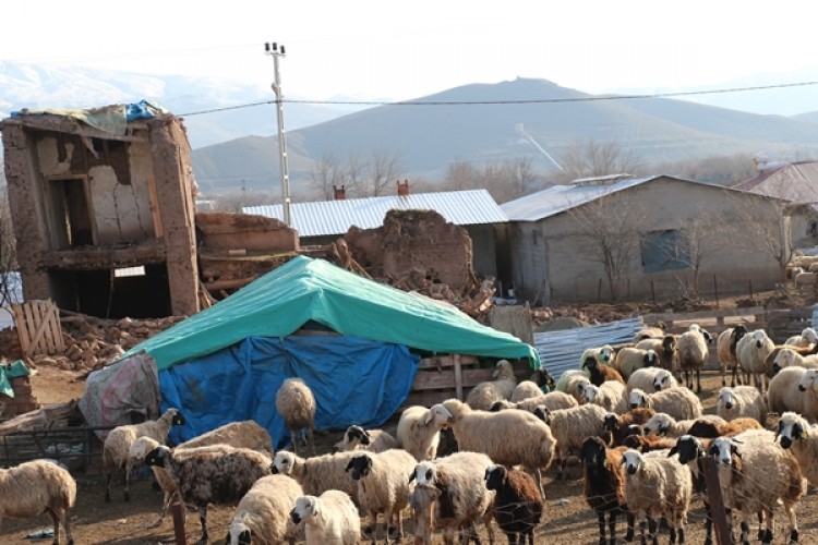 Hayvanları Telef Olan Üreticilerimize Hayvan Ve Yem Desteği Başladı