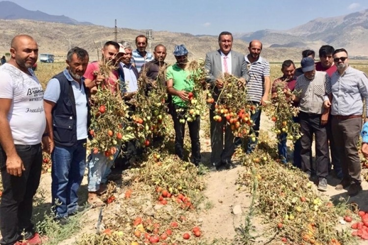 Gürer: Domatesi 20-30 kuruşa alan fabrikalar, salça fiyatlarını neden düşürmüyor?