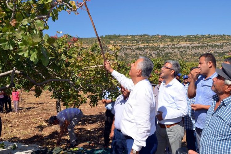 Silifke'de Antep Fıstığı Hasadı Başladı