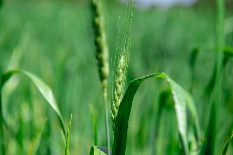 Mersin'de Yerli Buğday Üretimi Teşvik Ediliyor