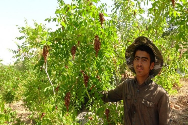 Gercüş’te Sumak Hasadı Başladı