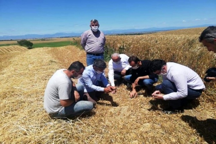 Ceyhan'da Rüzgar Buğdaya Zarar Verdi