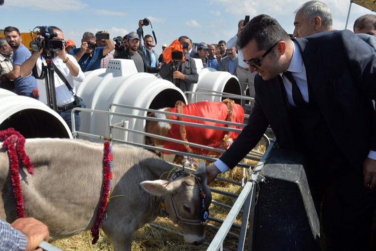 Vali Memiş: Hayvan Sayımızda 10 Ay Gibi Sürede Yüz Bin Artışımız Var