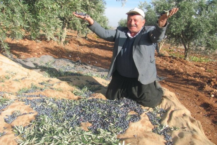 Yağlık Zeytin Bahçesinde 2018 Yılı Hasadı Başladı