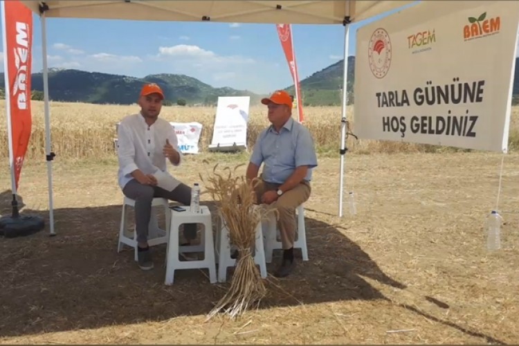 Özkan Buğday Çeşidi Online Tarla Günü İle Tanıtıldı