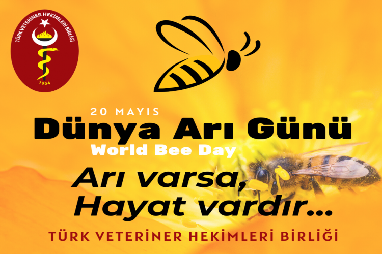 TVHB: Arılar yaşam demek, arı varsa hayat var