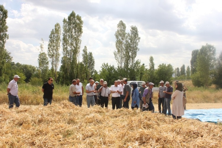 Erzincan'da Kuru Fasulye Çeşidinin Demonstrasyon Hasatı Yapıldı