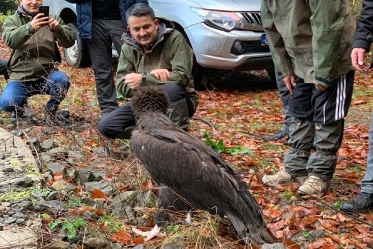 Bakan Pakdemirli, Kara Akbaba’yı Doğaya Saldı