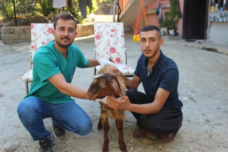 Hatay'da Dünyaya Gelen Çift Cinsiyetli Oğlak 'Şekernaz' Görenleri Şaşırtıyor