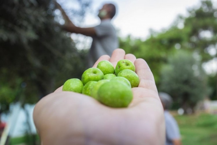 Dokumapark’ta Zeytin Hasadı Başladı