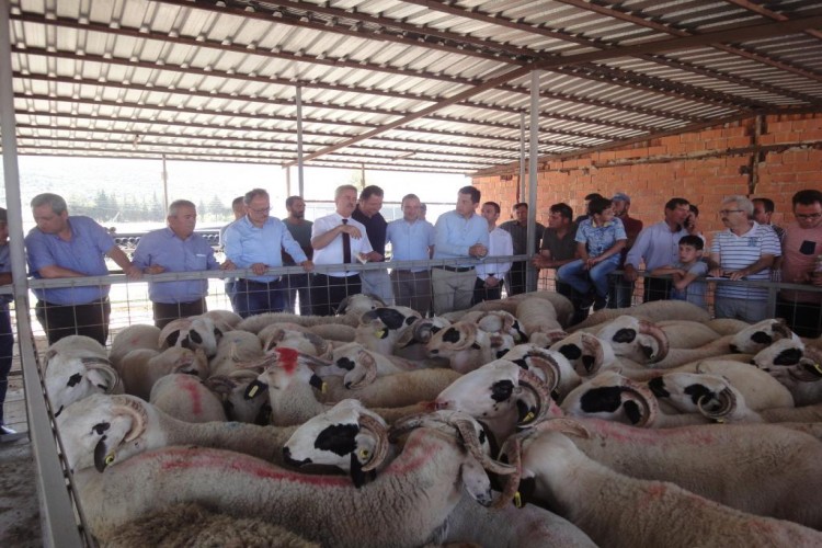 "Koyun ve Keçilerde Verimliliği Artırma Projesi'' Kapsamında Üreticilere Koç Dağıtıldı