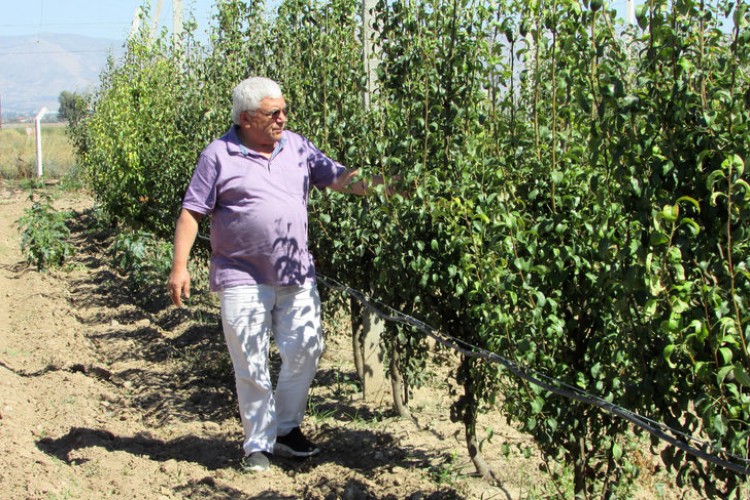 Çocukluk hayali armut bahçesini kurdu; 100 ton ürün bekliyor