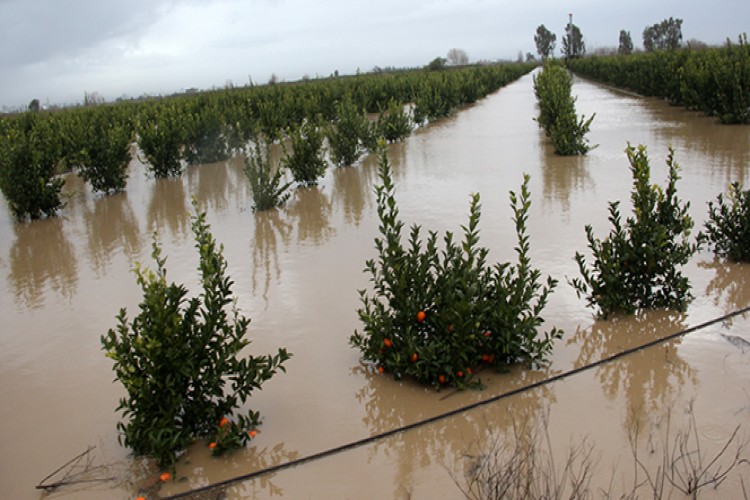 Adana'da Tarım Alanları Su Altında Kaldı