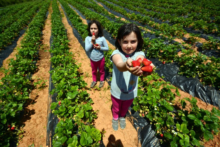 Tarımsal destek başvuruları uzatıldı