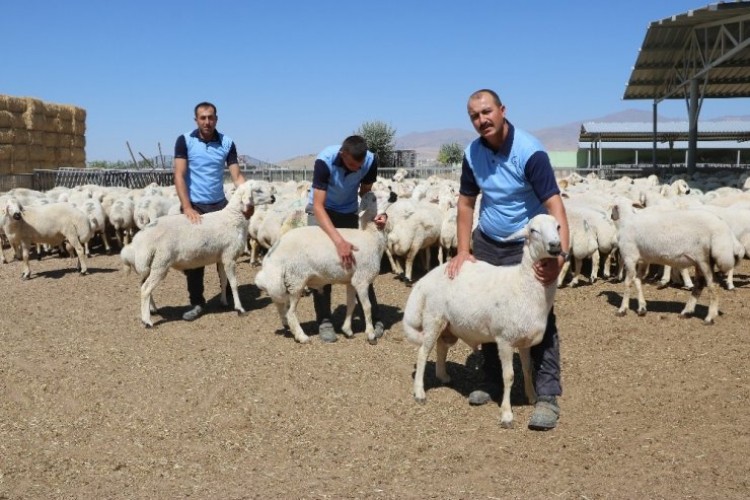 Mahkumların Yetiştirdiği Kurbanlıklar Niğde Ve Ankara’da Satılıyor