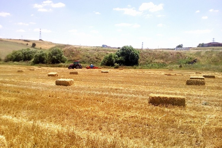 Saman krizi kapıda: Fiyatı arpa ve buğdayla yarışıyor