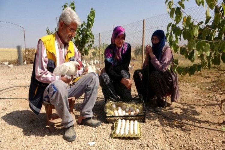 Hobiyi, Çiftliğe Çeviren Çift, "Yumurta" İle Para Kazanmaya Başladı