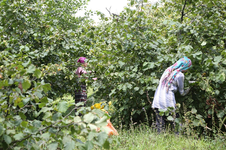 “Fındık Dalda Aklın İşçide Kalmasın” Projesine tam not