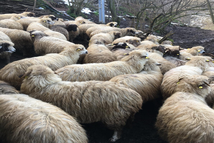 2019 Yılı Anaç Koyun ve Keçi Desteklemesi Müracaatları Başladı
