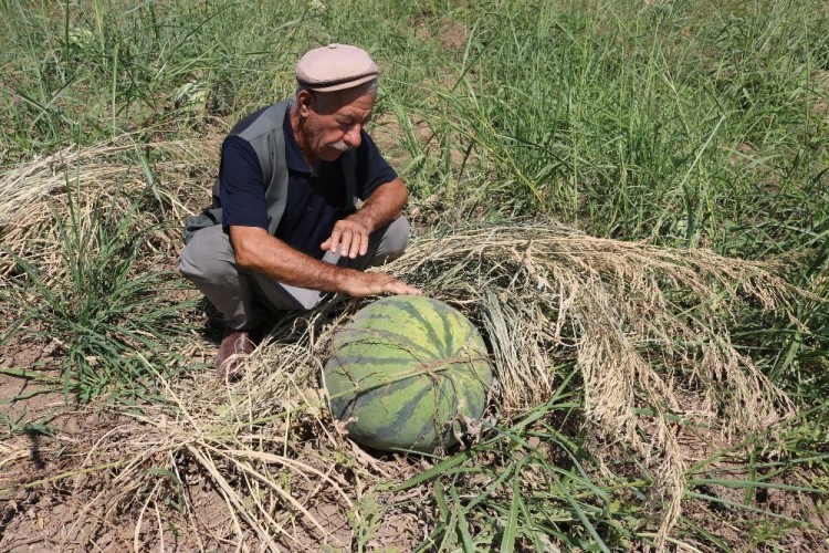 Diyarbakır Karpuzu Görücüye Çıkmaya Hazır