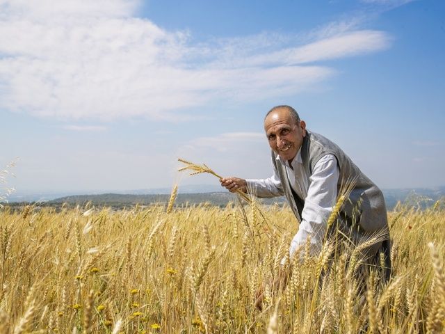 Mersin Büyükşehir’den 100 Üreticiye Kuraklığa Dayanıklı 5 Bin Kilo Ekmeklik Buğday Tohumu