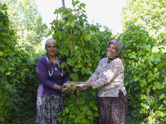 Mersin Büyükşehir, Gülnar’da Leklek Fasulyesi tohum desteği verdi
