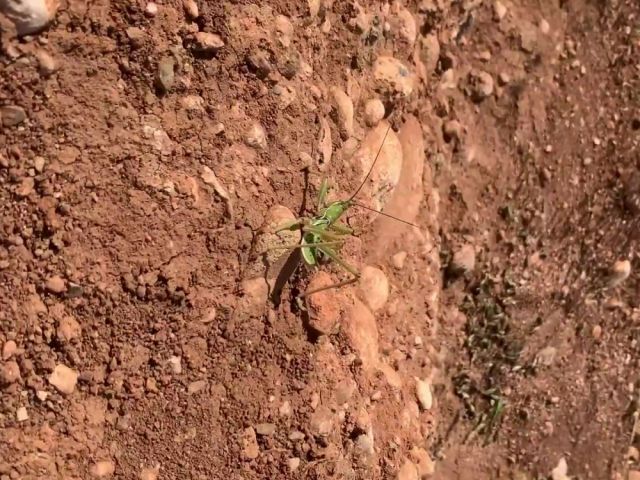 Bakanlık açıkladı: Nemrut'ta biyokaçakçılık yapanlara ceza