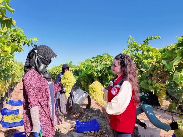 Alaşehir'de üzüm hasadında üreticiler emeği anlattı